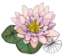 Hoa Sen