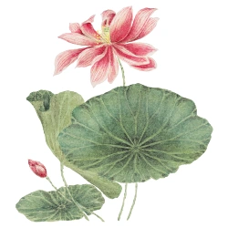 Hoa sen
